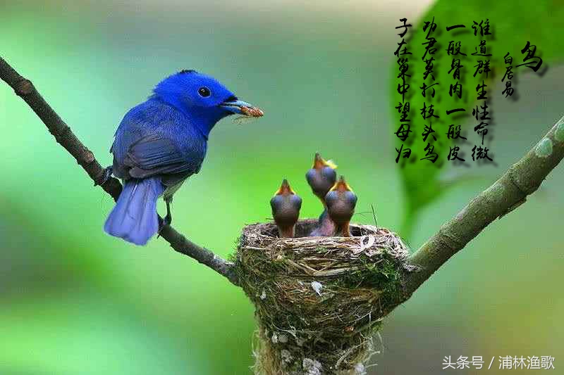 描写动物的古诗十首,十首关于动物的古诗