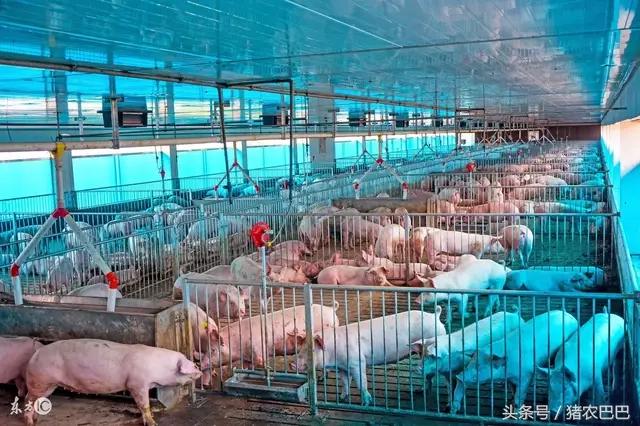 生石灰在养鸡中的妙用,养猪场地面撒上生石灰有几个作用