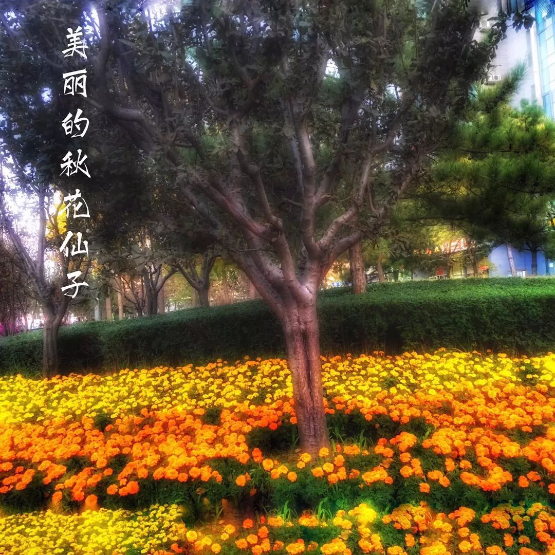 手机摄影作品赏析,手机摄影作品也可以美不胜收