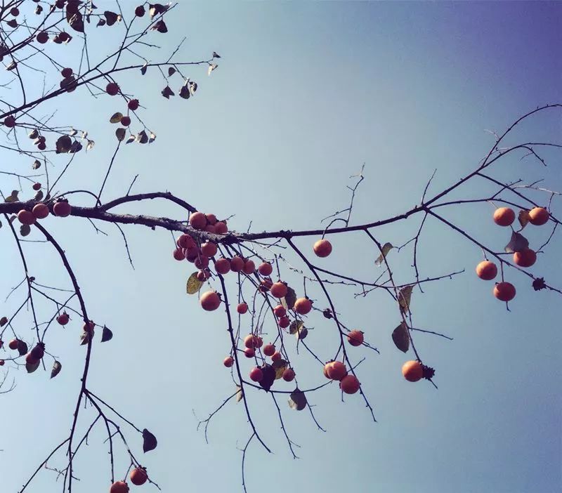 手机摄影作品赏析,手机摄影作品也可以美不胜收