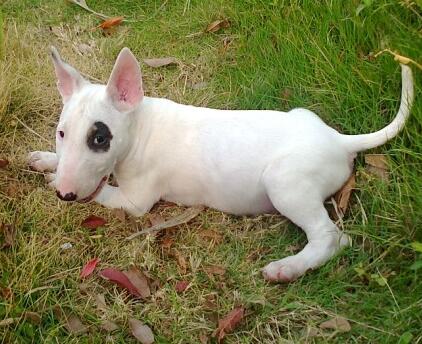 牛头梗为什么是没心没肺的品种,牛头梗需要注意什么