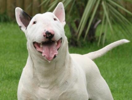 牛头梗为什么是没心没肺的品种,牛头梗需要注意什么