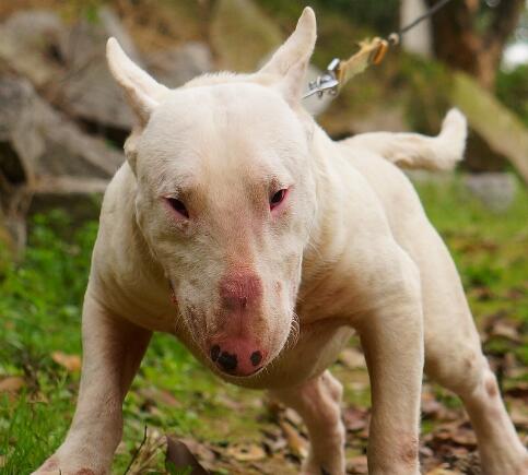 牛头梗为什么是没心没肺的品种,牛头梗需要注意什么