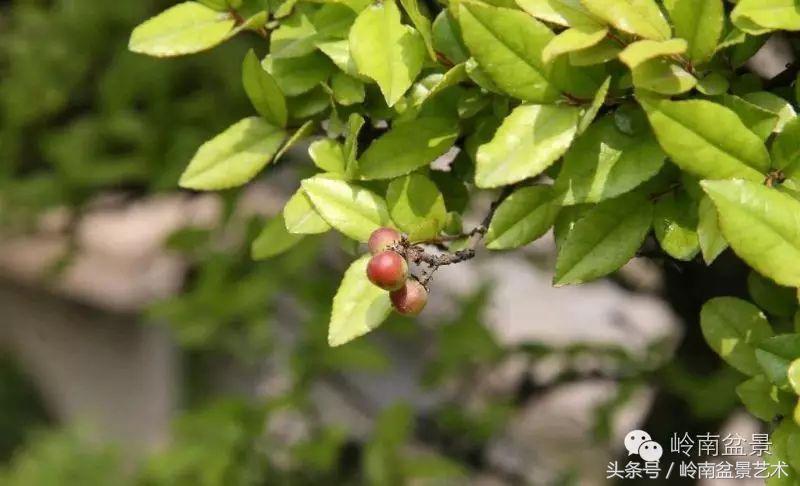 雀梅盆景价格在五千元至二万元的,经典中式庭院雀梅盆景100万以上