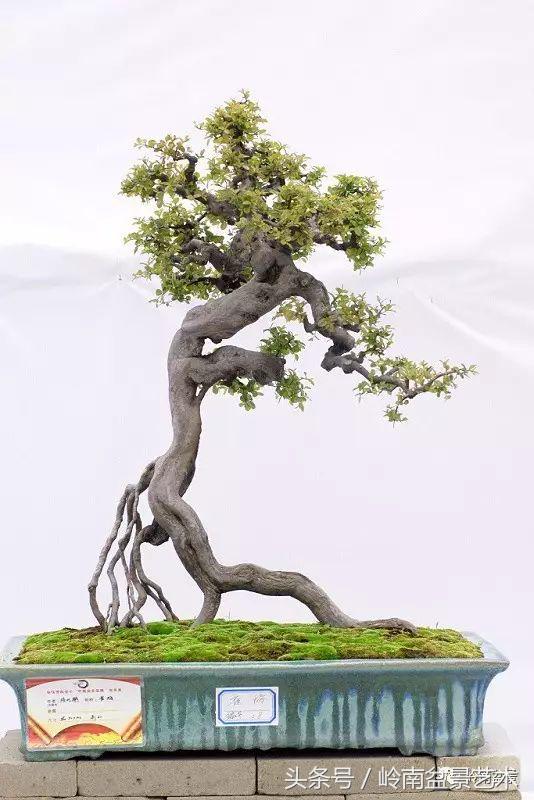 雀梅盆景价格在五千元至二万元的,经典中式庭院雀梅盆景100万以上