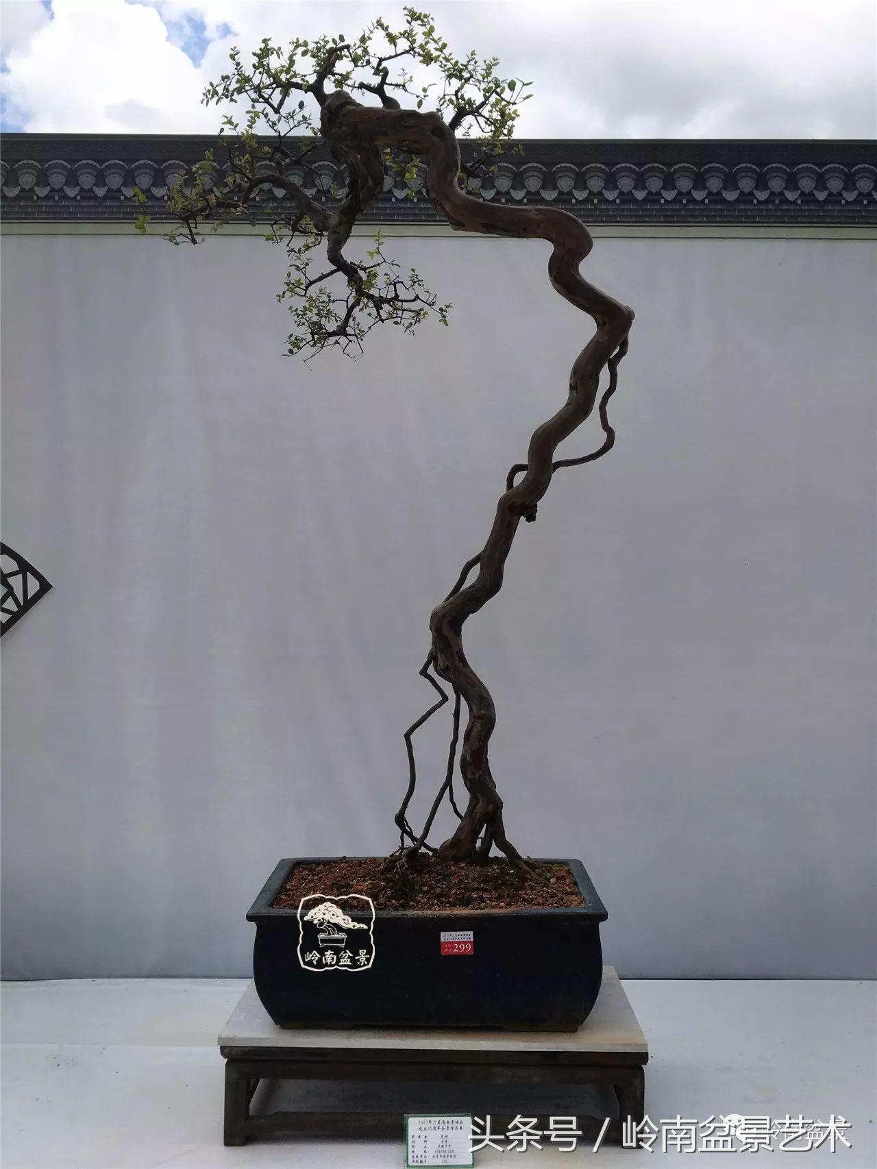 雀梅盆景价格在五千元至二万元的,经典中式庭院雀梅盆景100万以上