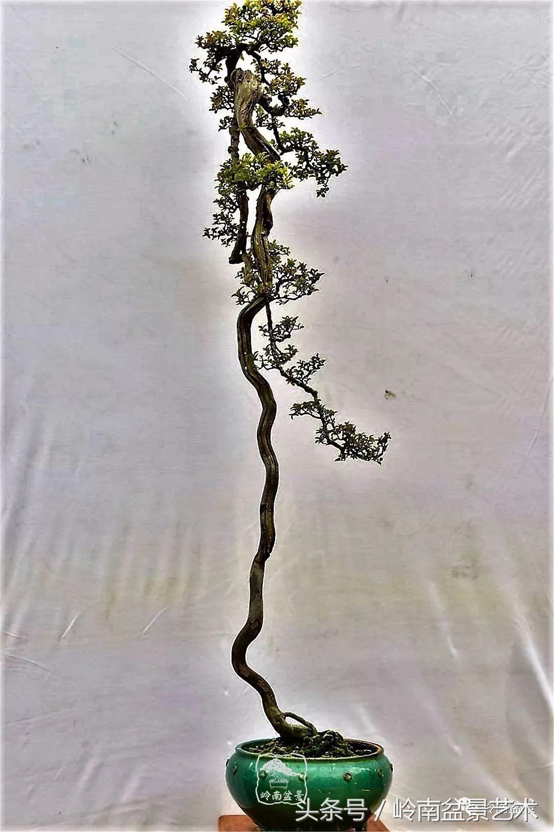 雀梅盆景价格在五千元至二万元的,经典中式庭院雀梅盆景100万以上