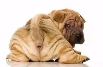 狗狗病症大全视频讲解,狗狗免疫系统疾病症状