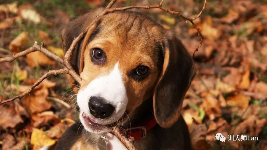 你知道自己适合养什么狗狗吗,建议养的10种小型犬比格犬