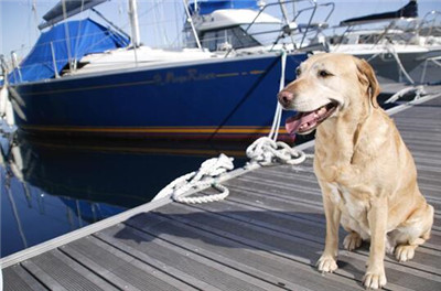 金毛要训练哪些项目,金毛适合训练的项目