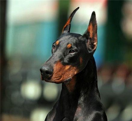 养杜宾犬要注意些什么啊,杜宾犬冬季如何过冬