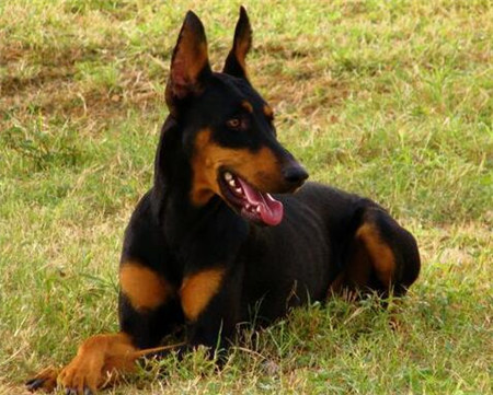 杜宾犬怎么选才好,杜宾犬应该怎样选