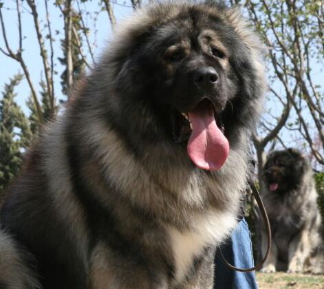 高加索犬常见病,高加索犬容易得的疾病