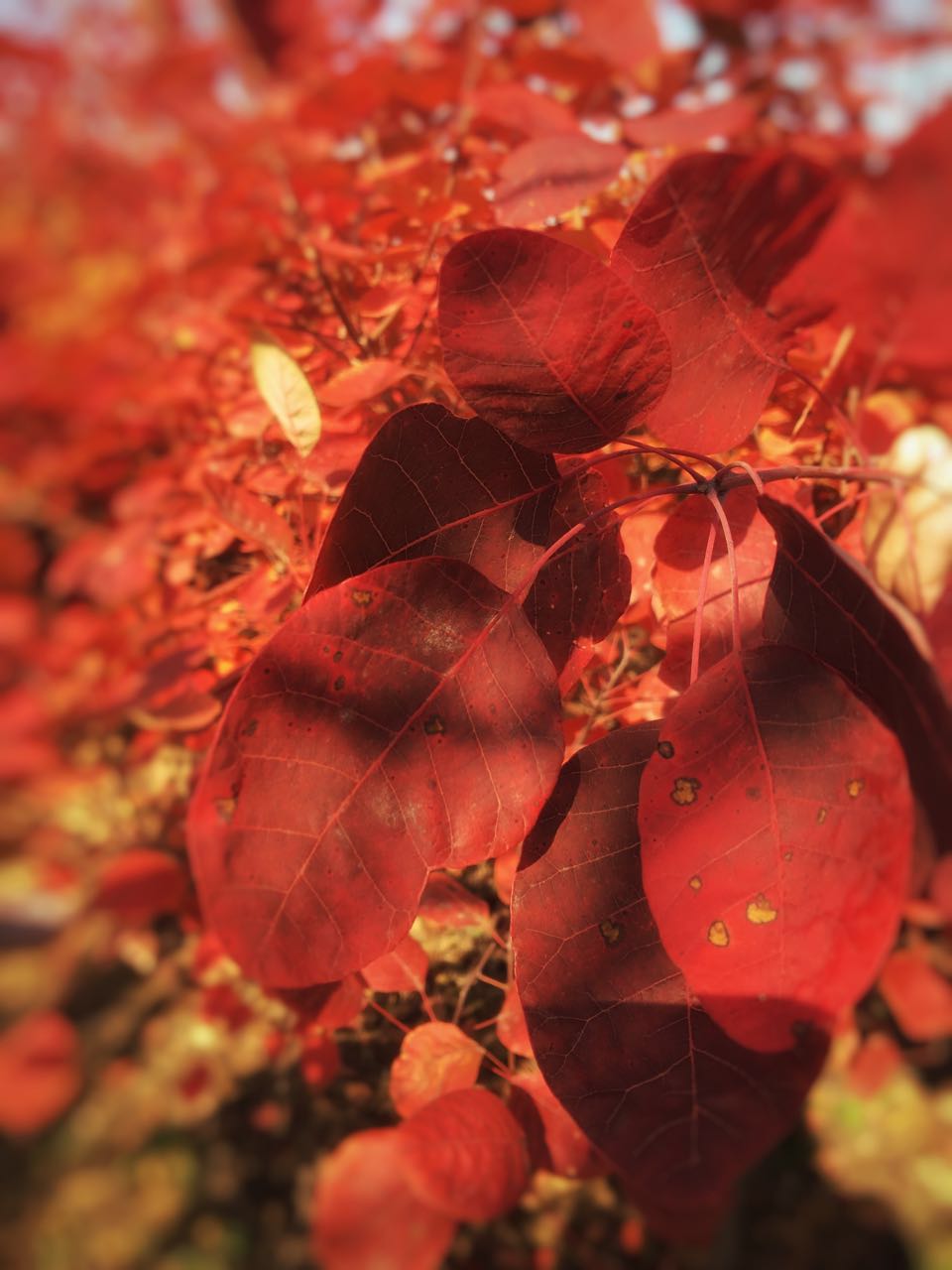 手机摄影作品赏析,手机摄影作品也可以美不胜收