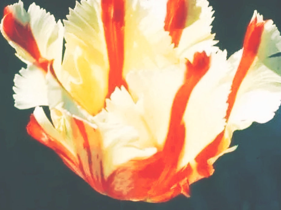 全球十大最美的国花,所有国家的国花大全