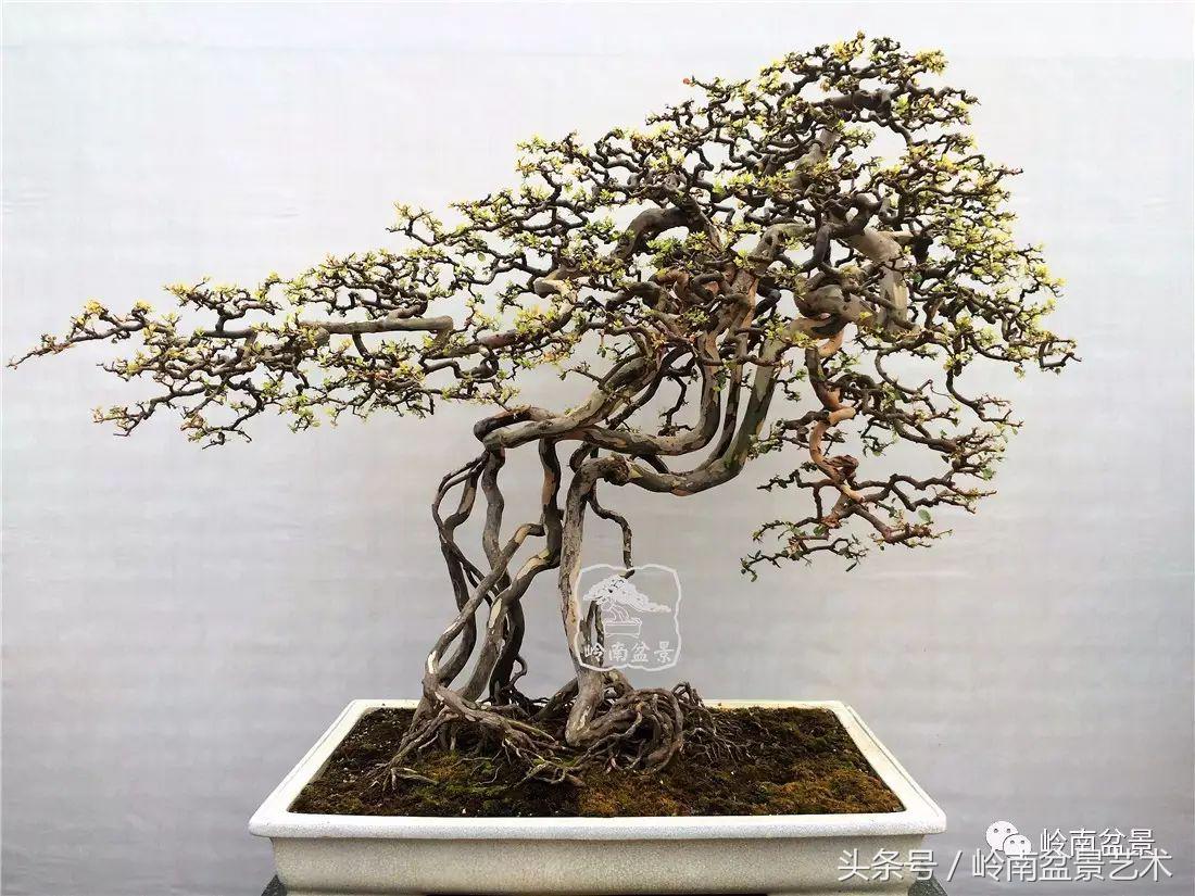 雀梅盆景价格在五千元至二万元的,经典中式庭院雀梅盆景100万以上