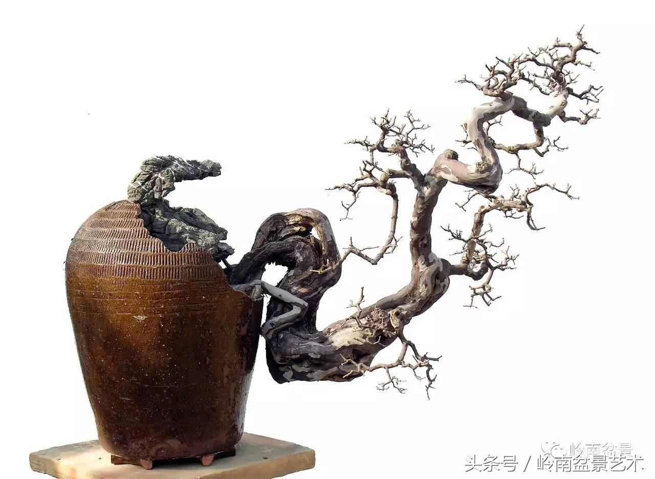 雀梅盆景价格在五千元至二万元的,经典中式庭院雀梅盆景100万以上