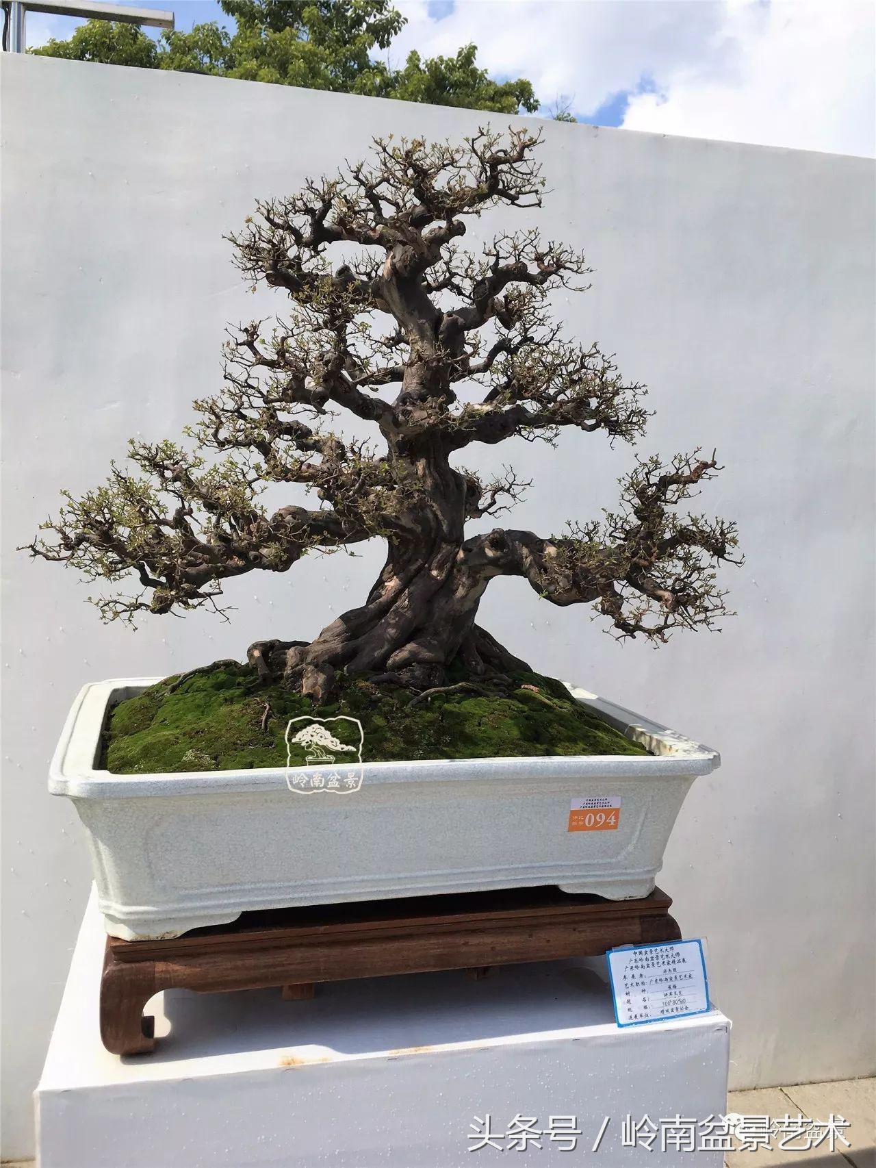 雀梅盆景价格在五千元至二万元的,经典中式庭院雀梅盆景100万以上