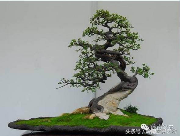 雀梅盆景价格在五千元至二万元的,经典中式庭院雀梅盆景100万以上