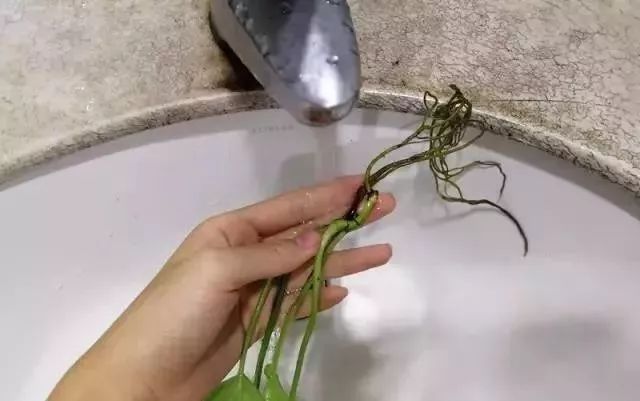 水培花根有点腐烂发臭怎么办,怎么让水培的花活得更久