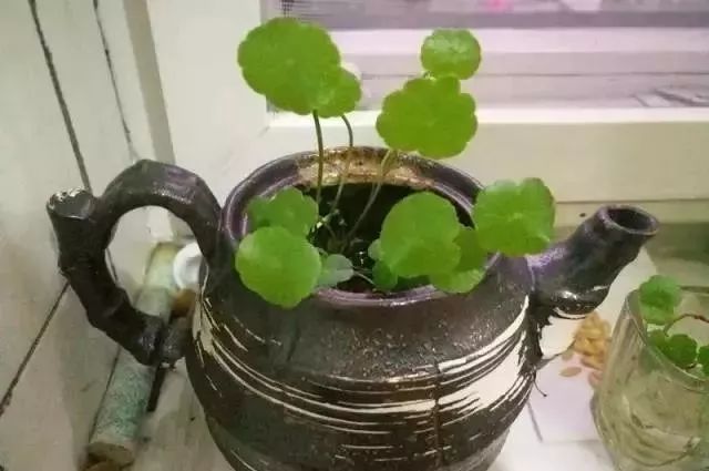 水培花根有点腐烂发臭怎么办,怎么让水培的花活得更久