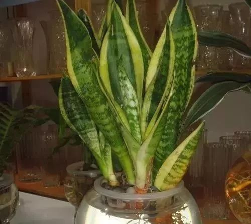 水培花根有点腐烂发臭怎么办,怎么让水培的花活得更久