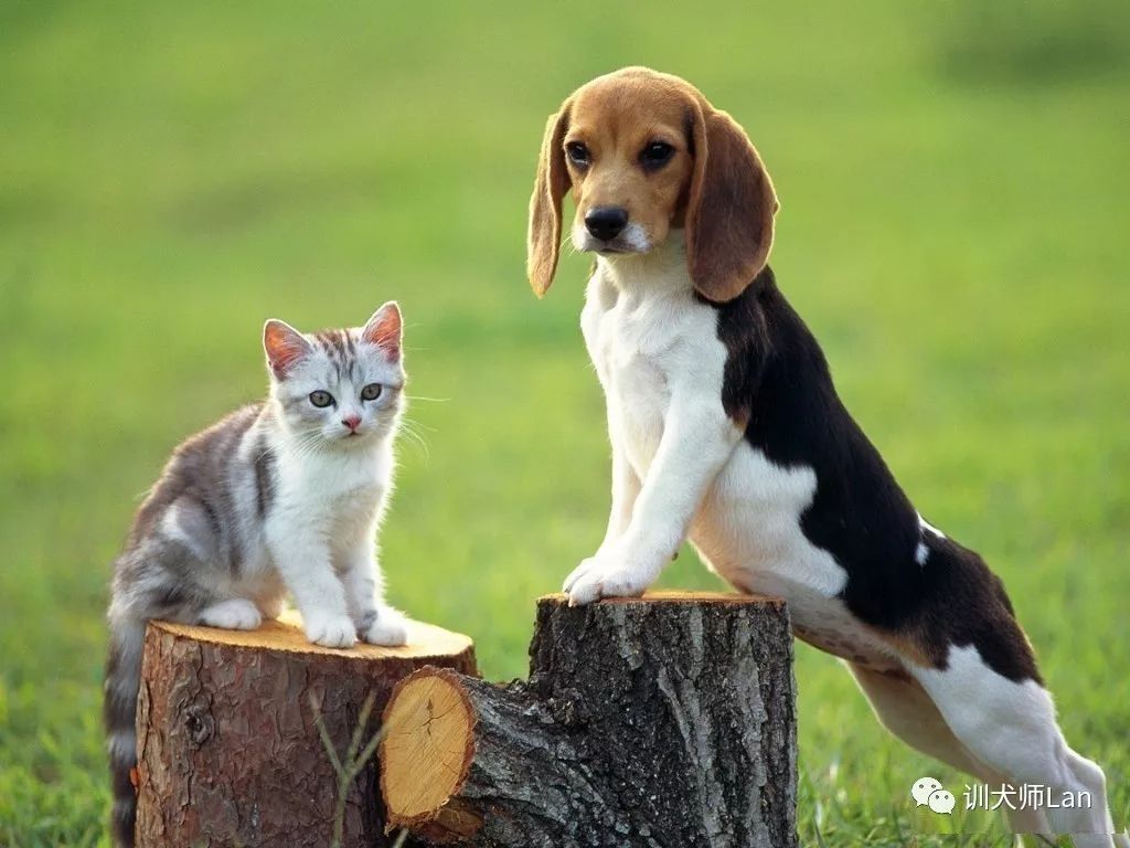 你知道自己适合养什么狗狗吗,建议养的10种小型犬比格犬