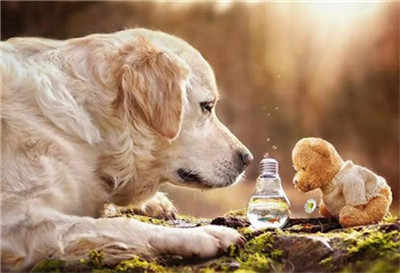 金毛要训练哪些项目,金毛适合训练的项目