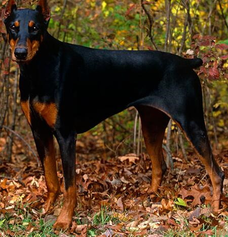 杜宾犬怎么选才好,杜宾犬应该怎样选