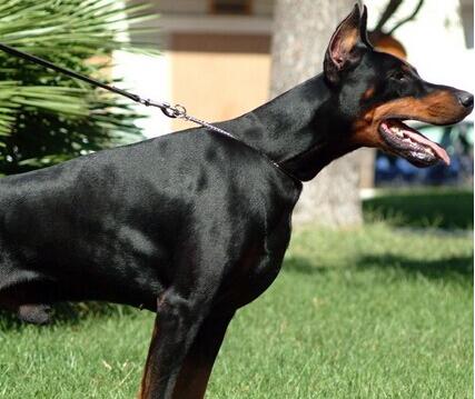 如何饲养杜宾犬,杜宾犬饲养方法和注意事项