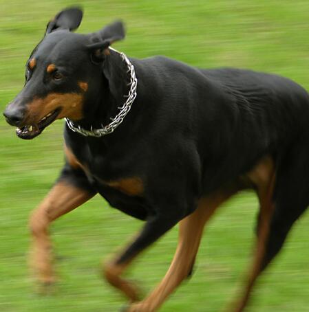 如何饲养杜宾犬,杜宾犬饲养方法和注意事项