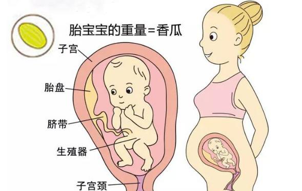 胎儿1到40周图片像什么水果,怀孕了你看见什么宝宝都会知道吗