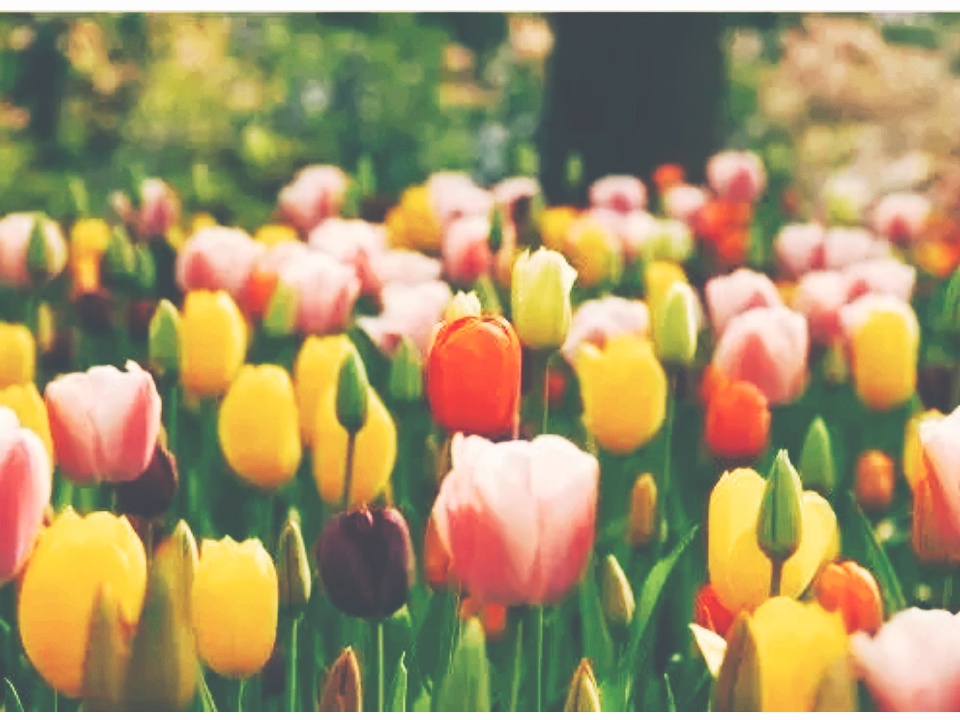 全球十大最美的国花,所有国家的国花大全