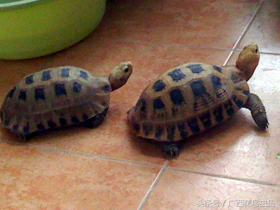 乌龟的种类及饲养方法,乌龟的饲养方法百科简介