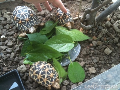 乌龟的种类及饲养方法,乌龟的饲养方法百科简介