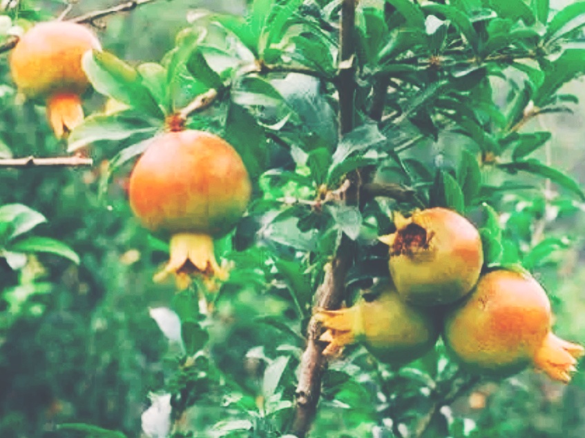 全球十大最美的国花,所有国家的国花大全