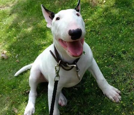 牛头梗为什么是没心没肺的品种,牛头梗需要注意什么