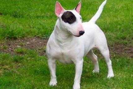 牛头梗为什么是没心没肺的品种,牛头梗需要注意什么