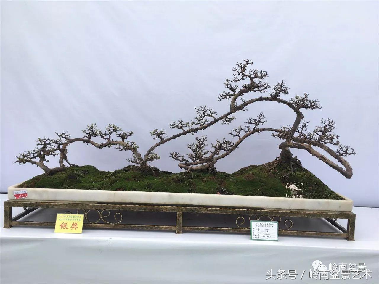 雀梅盆景价格在五千元至二万元的,经典中式庭院雀梅盆景100万以上