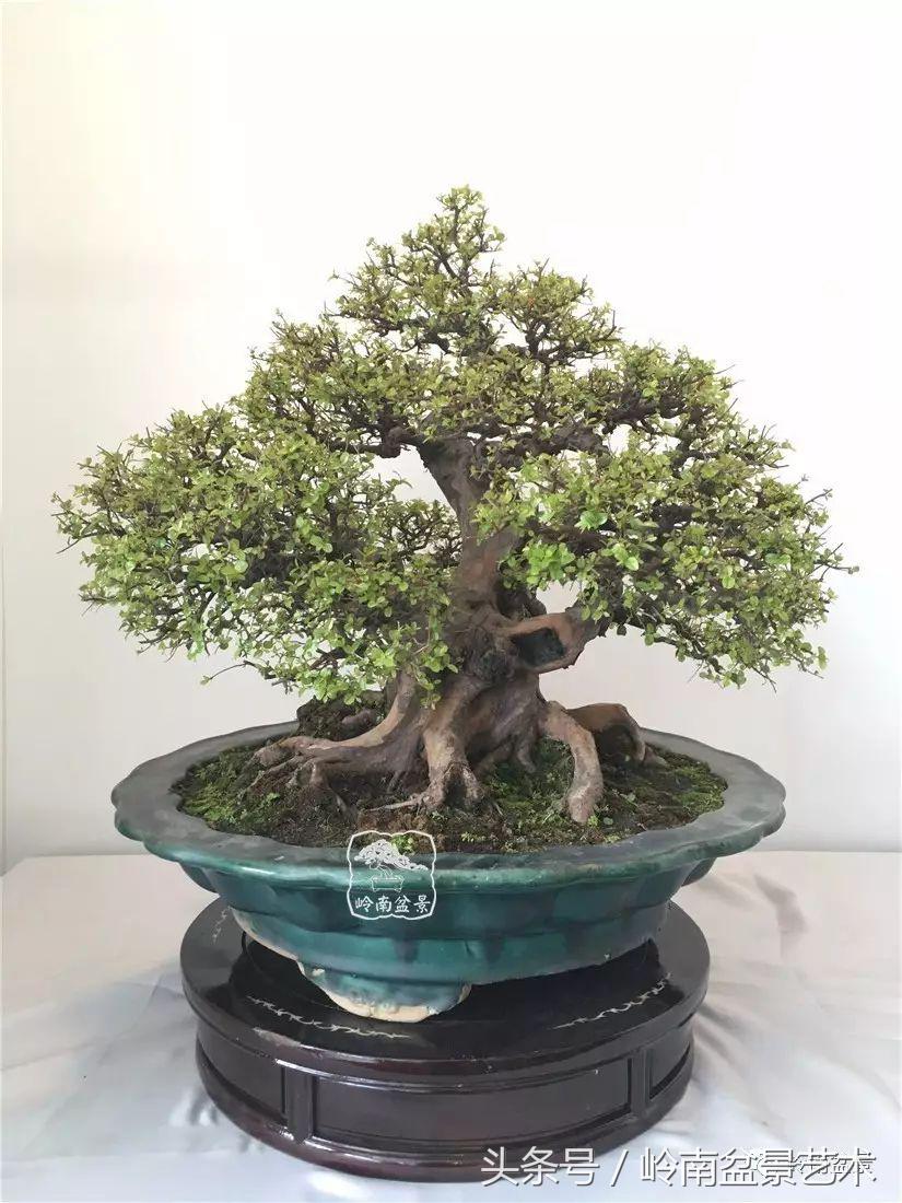 雀梅盆景价格在五千元至二万元的,经典中式庭院雀梅盆景100万以上