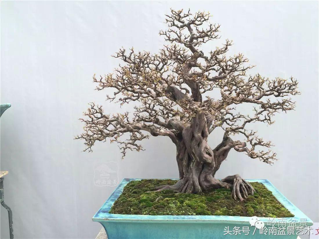 雀梅盆景价格在五千元至二万元的,经典中式庭院雀梅盆景100万以上