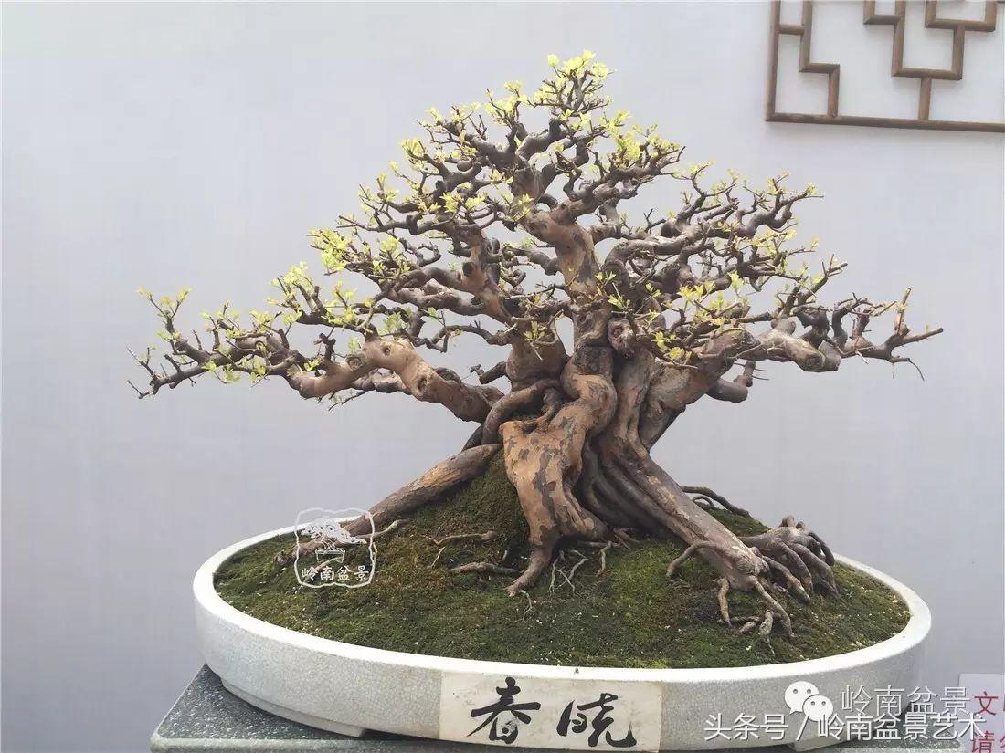 雀梅盆景价格在五千元至二万元的,经典中式庭院雀梅盆景100万以上