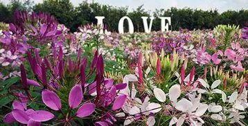 广州小仙女最爱的摩天*大轮**合集!《恶作剧之吻》同款来袭!