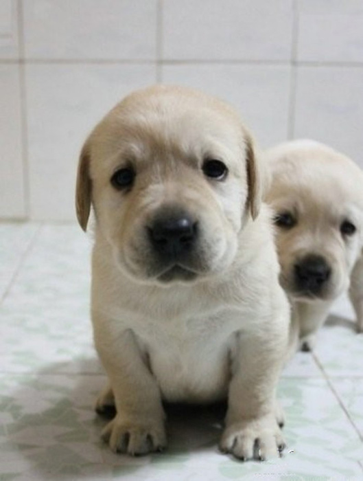 道格队长最新视频,道格队长完整版