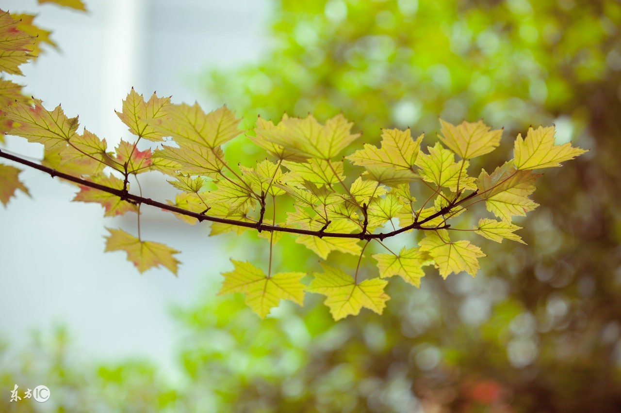 说早安太早说晚安太迟唯美句子,早安的简短唯美句子图片