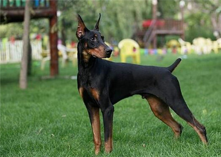 养杜宾犬要注意些什么啊,杜宾犬冬季如何过冬