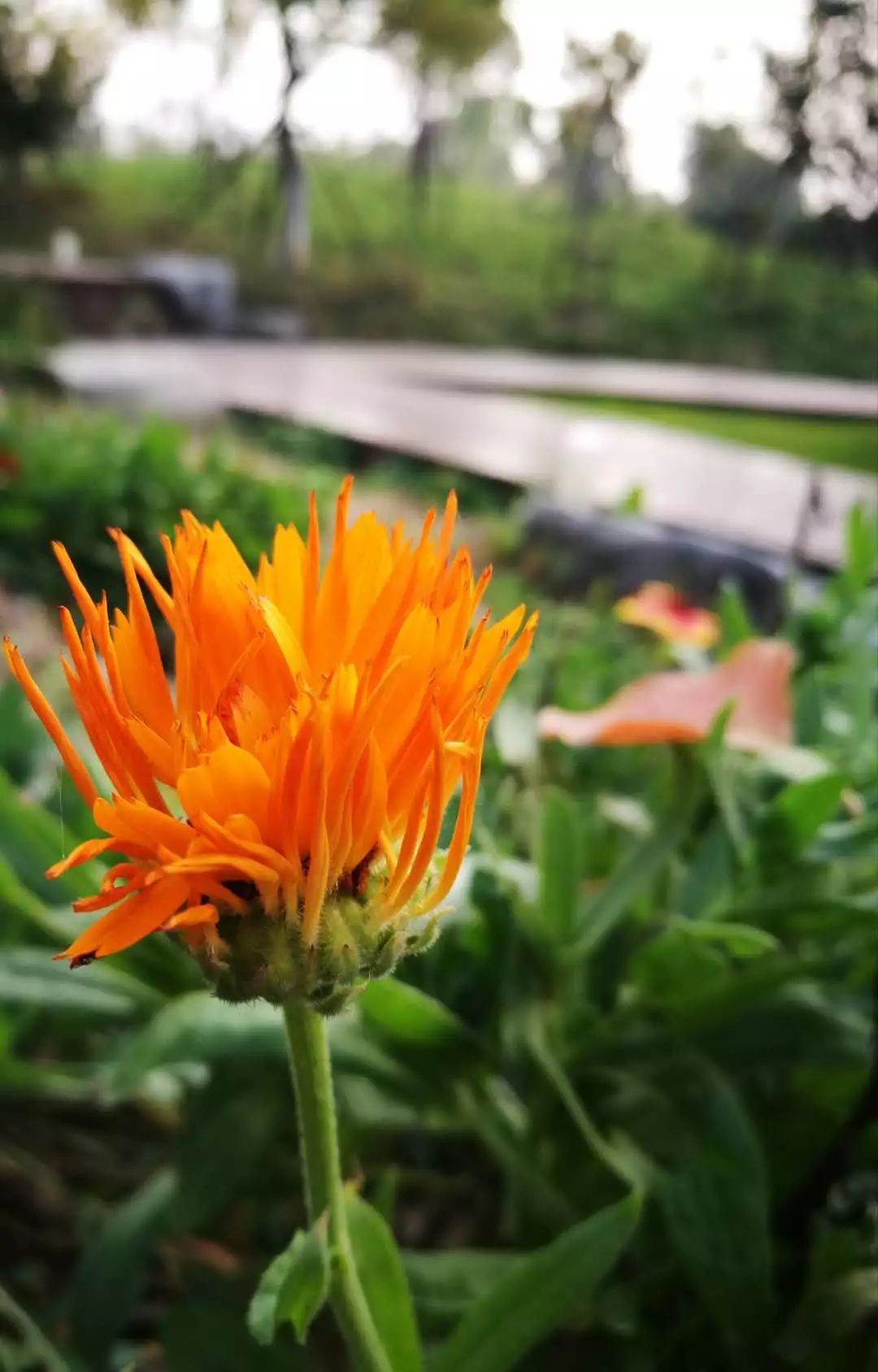 手机摄影作品赏析,手机摄影作品也可以美不胜收