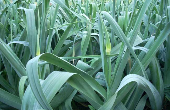 老风湿、颈椎病，用一颗大蒜就能治，用一个好一个