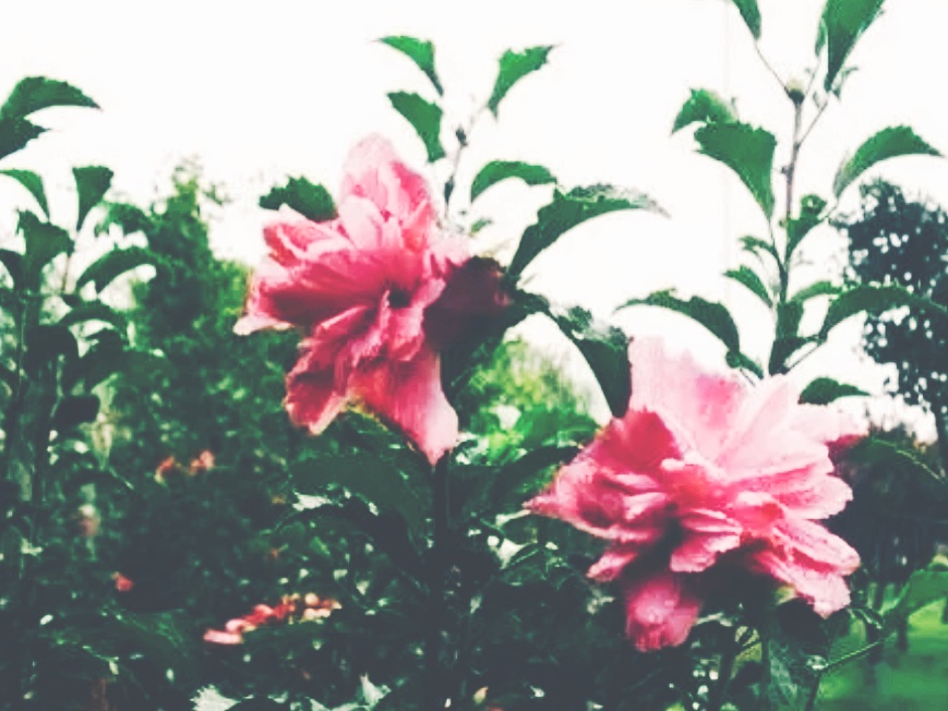 全球十大最美的国花,所有国家的国花大全