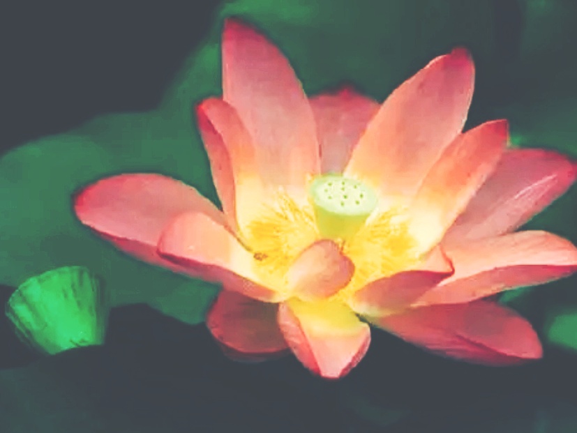 全球十大最美的国花,所有国家的国花大全